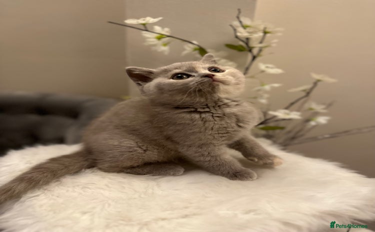 British Shorthair cats - Advert 1