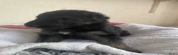 German Shepherd dogs for sale: German Shepherd puppies – Kennel Club registered - Advert 16