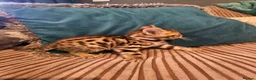 Bengal cats for sale: Begal cross kittens  - Advert 17