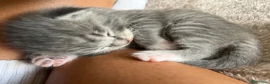 Mixed Breed 1