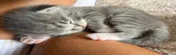 Mixed Breed cats for sale: Scottish fold cross main coon  in Basildon - Advert 4