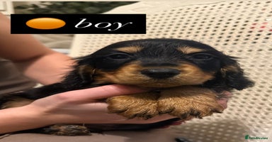 Cocker Spaniel dogs - Advert 14