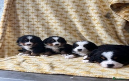 Bernese Mountain Dog dogs for sale: Kc Reg Bernese mountain dogs  - Image 15