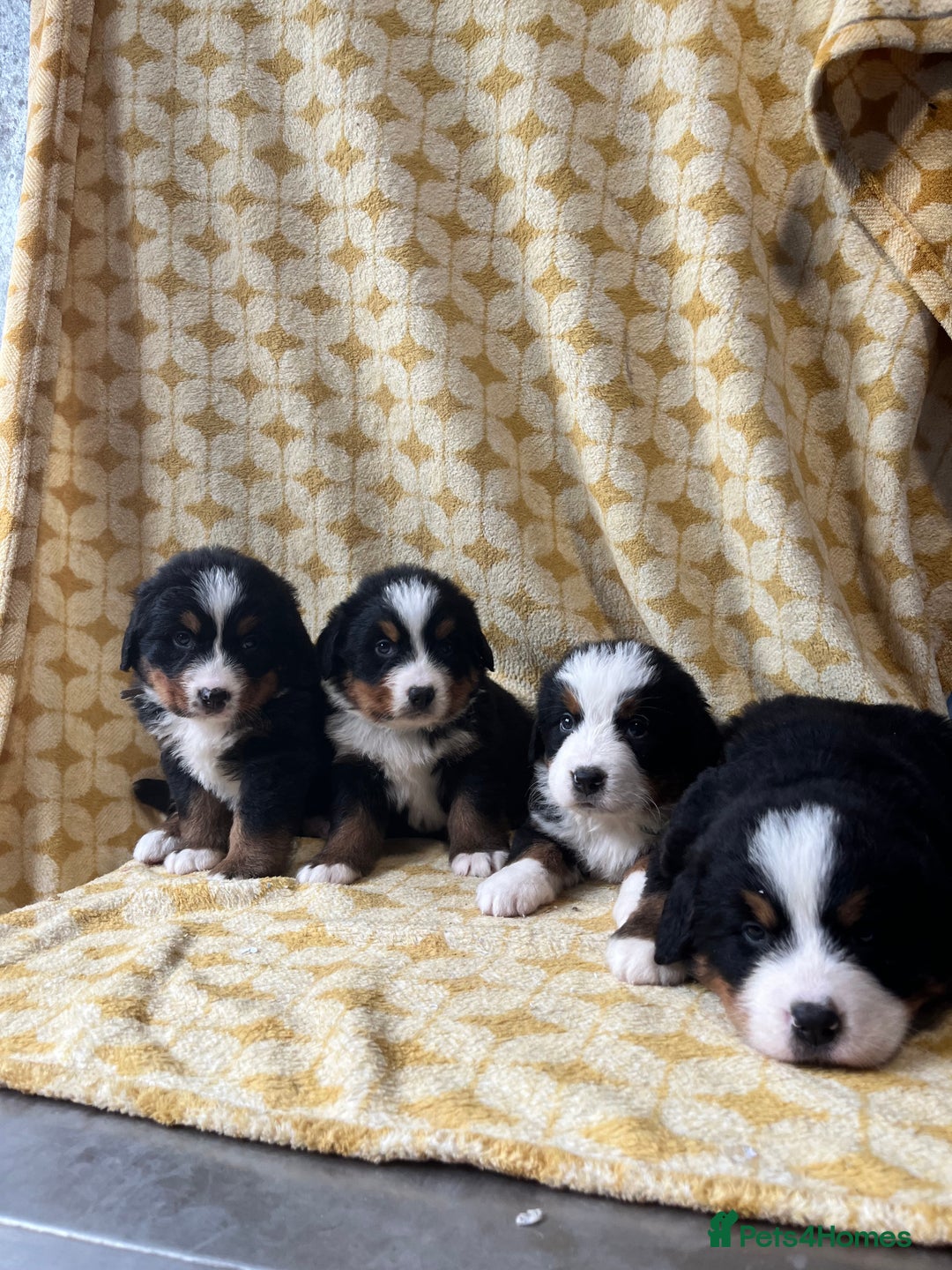 Bernese Mountain Dog dogs for sale: Kc Reg Bernese mountain dogs  - Image 15