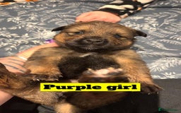 Mixed Breed dogs for sale: Rottweiler x Akita  - Image 2