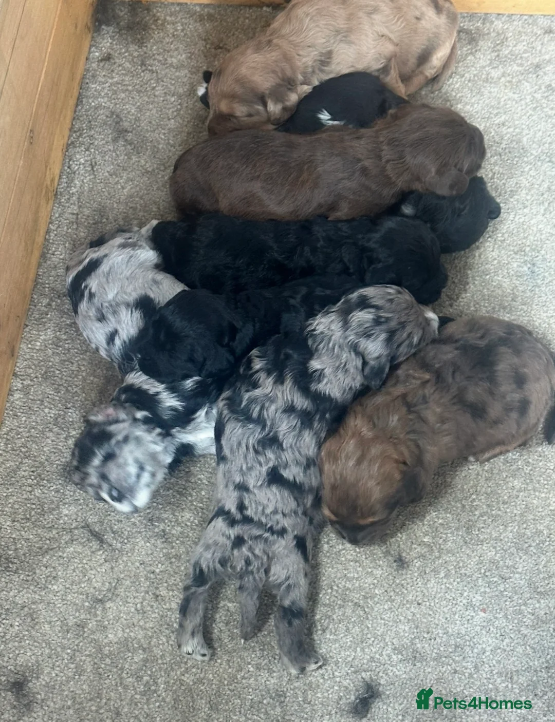Cockapoo dogs for sale: F1 cockerpoo puppies  in Sittingbourne - Advert 16