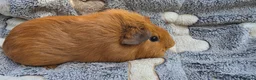 Guinea Pig rodents for sale: I have some teddy cross babies available 2 reserve - Advert 3