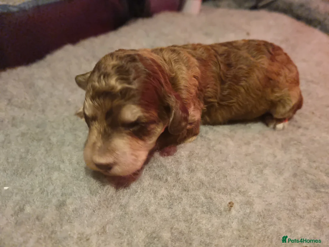 Cockapoo dogs for sale: Cockapoo puppies looking for their forever homes - Advert 28
