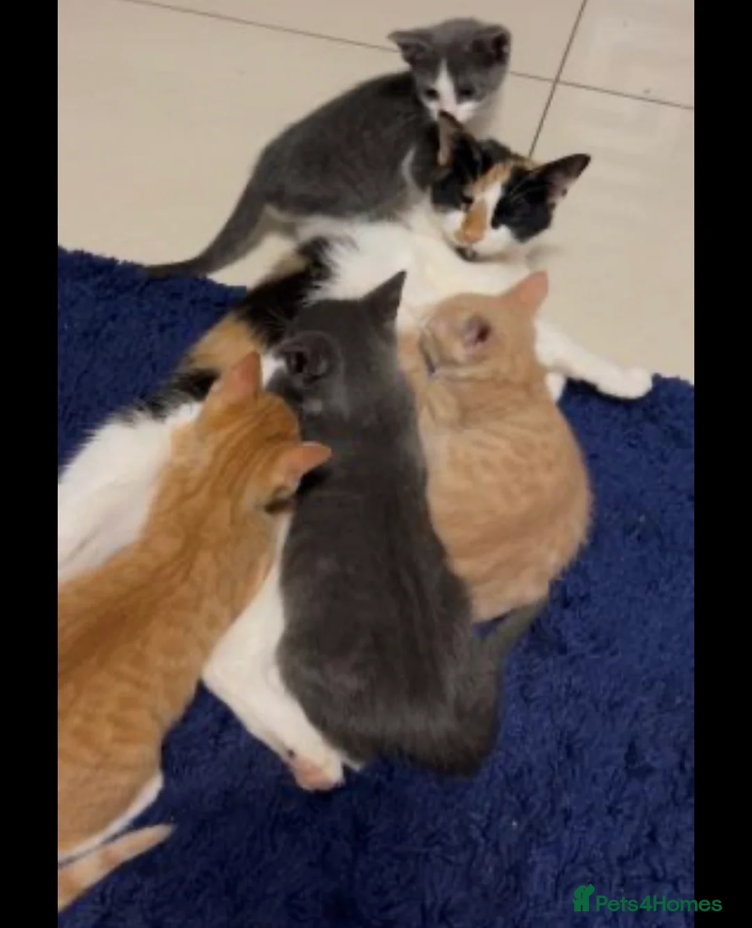 Mixed Breed cats for sale: Cream kitten for sale - Advert 2
