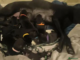 Borador dogs Lablador / border collie puppies - Advert 1