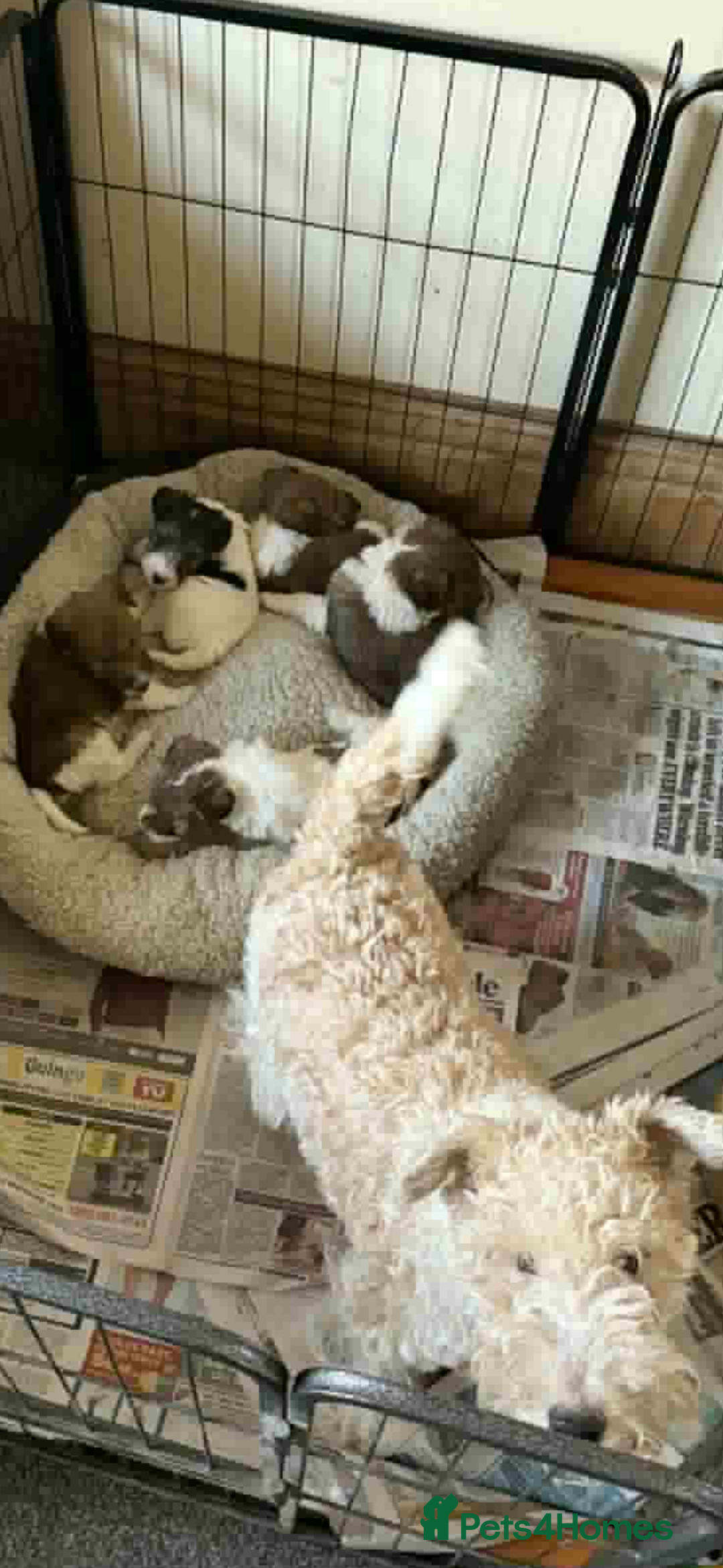 Fox Terrier dogs for sale: Stunning wire fox terrier puppies  - Advert 2