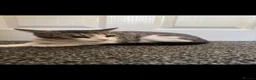 Domestic Shorthair cats for sale: Mother (Lucy) and Daughter (Sparkles) in Birmingham - Advert 4