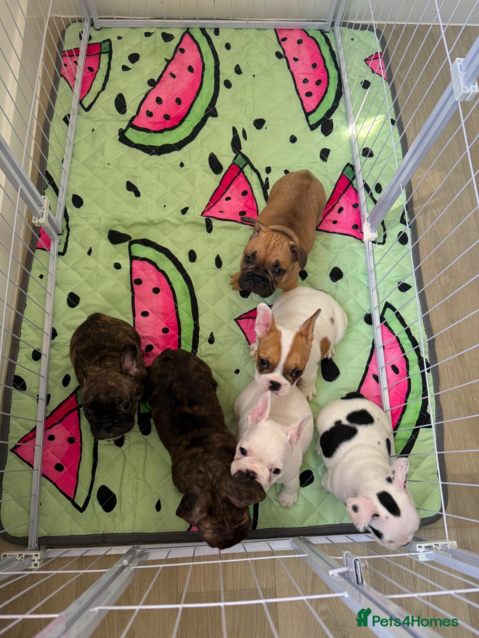 French Bulldog dogs Beautiful Litter of French Bulldogs  - Advert 5