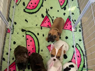 French Bulldog dogs Beautiful Litter of French Bulldogs - Advert 5