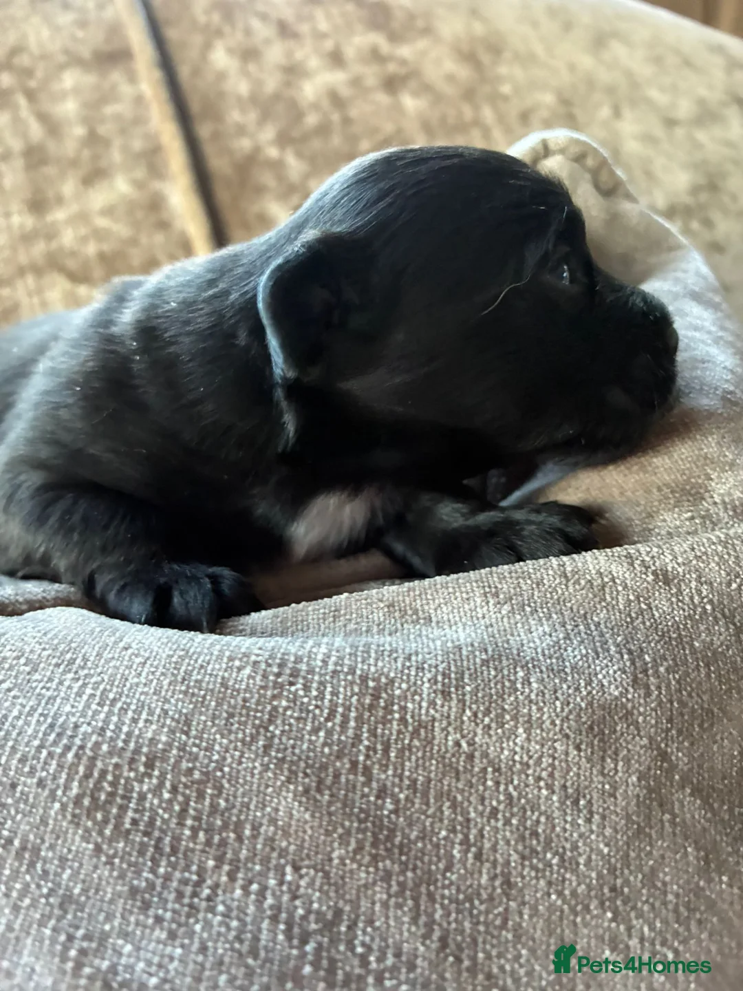 Jack Russell dogs for sale: jack russel boy  in Reading - Advert 1