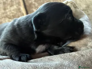 Jack Russell dogs jack russel boy - Advert 3