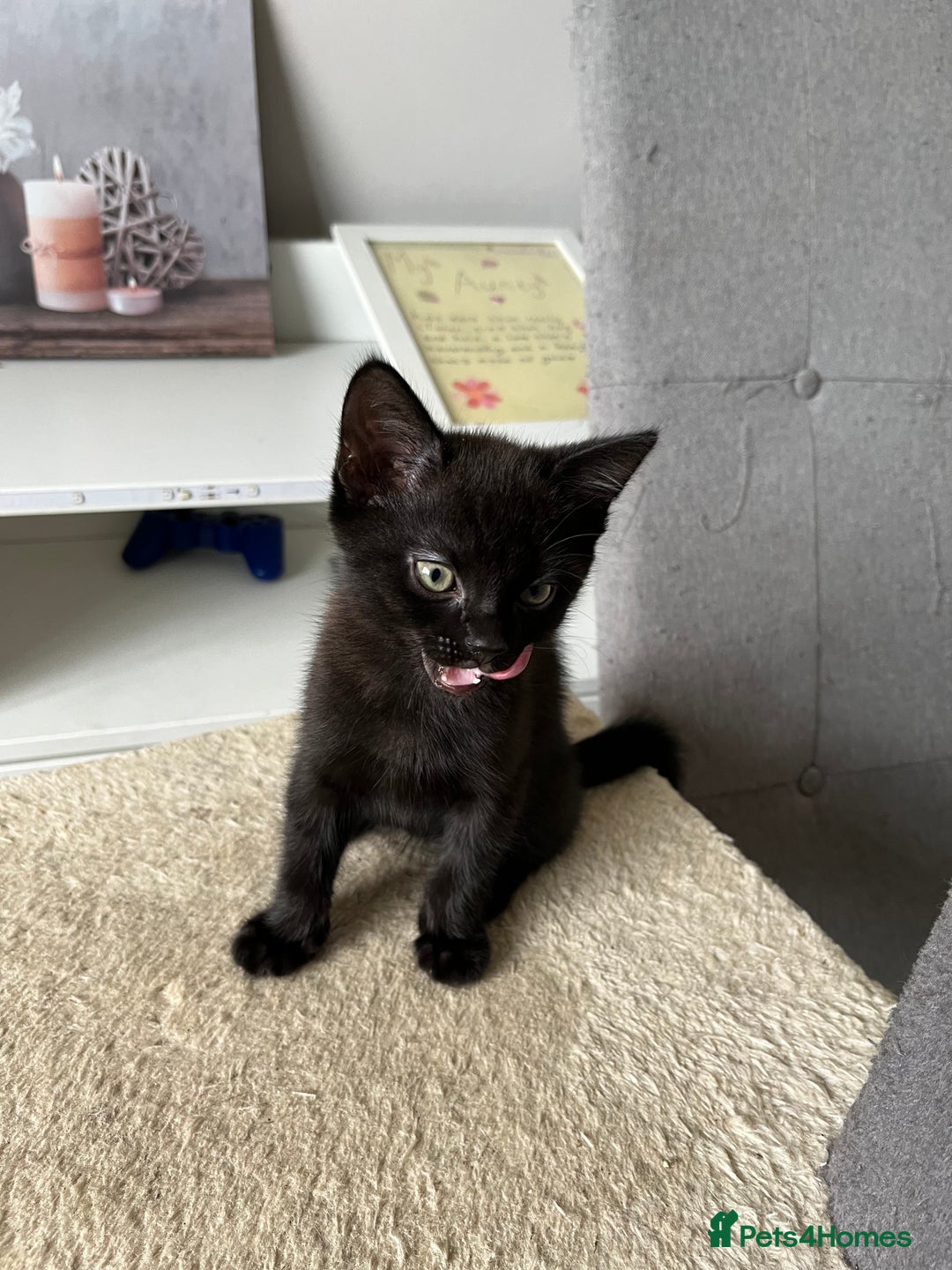 British Shorthair cats for sale: 8 week little male - Image 3