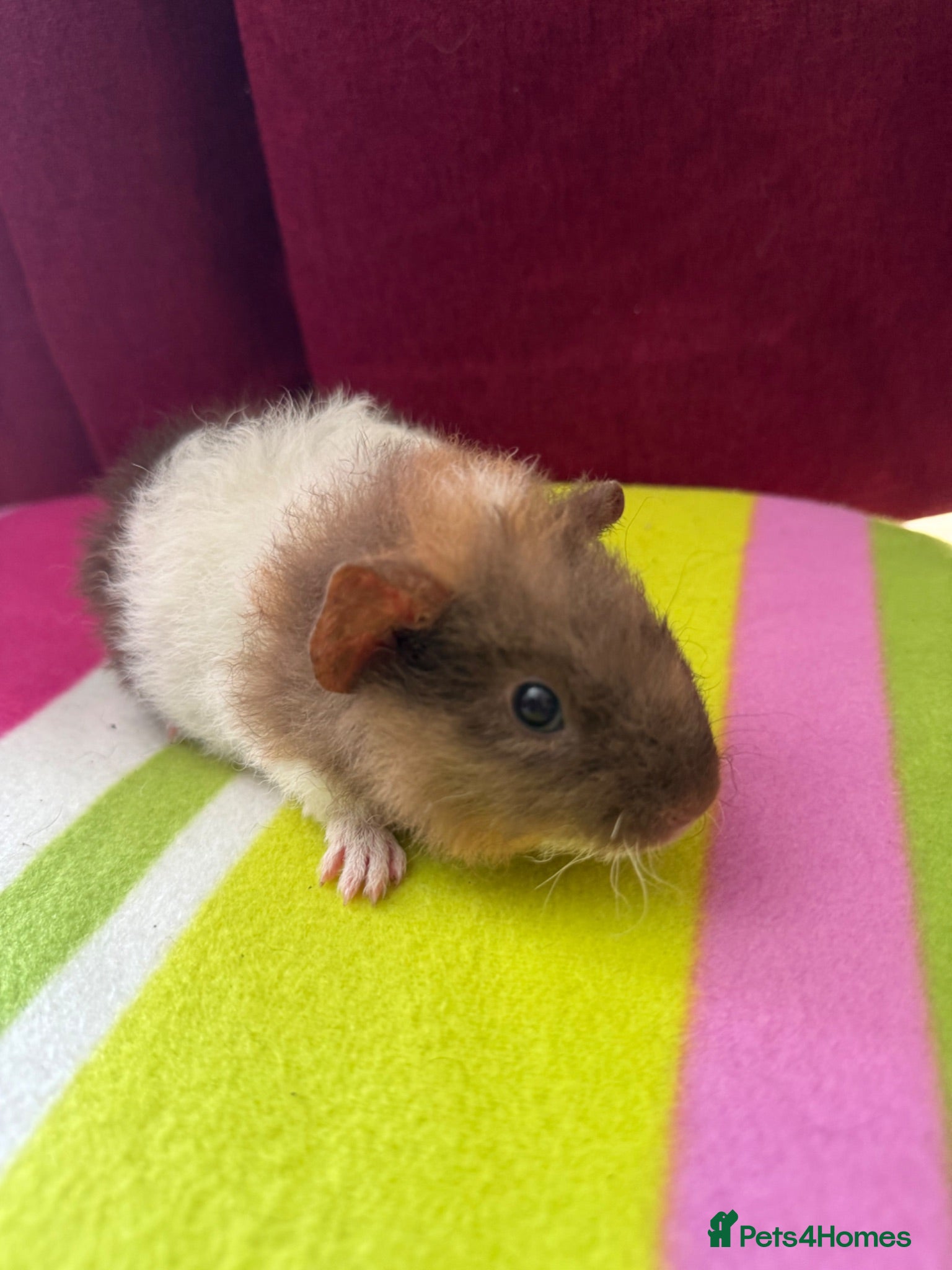 Guinea Pig rodents 3 baby male & 1 female teddy guineapigs AVAILABLE  - Advert 2