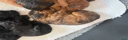 Cockapoo dogs for sale: Gorgeous Cockapoo puppies F1b’s - Advert 5