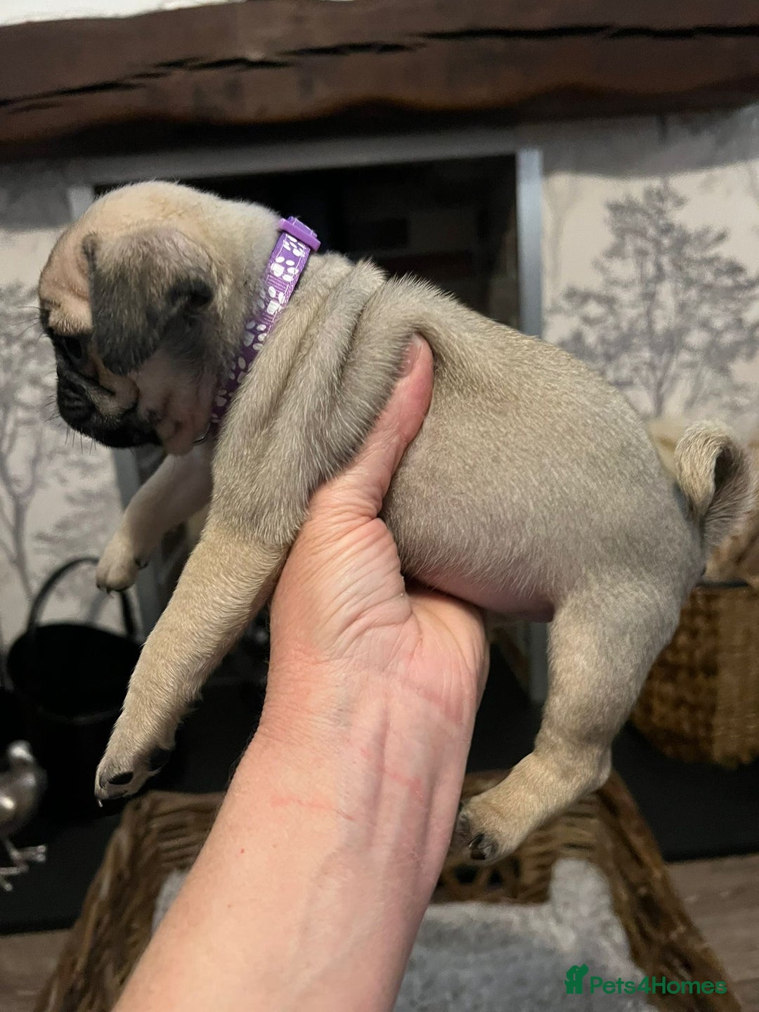 Pug dogs for sale:  Stunning Pug Puppies - Image 5