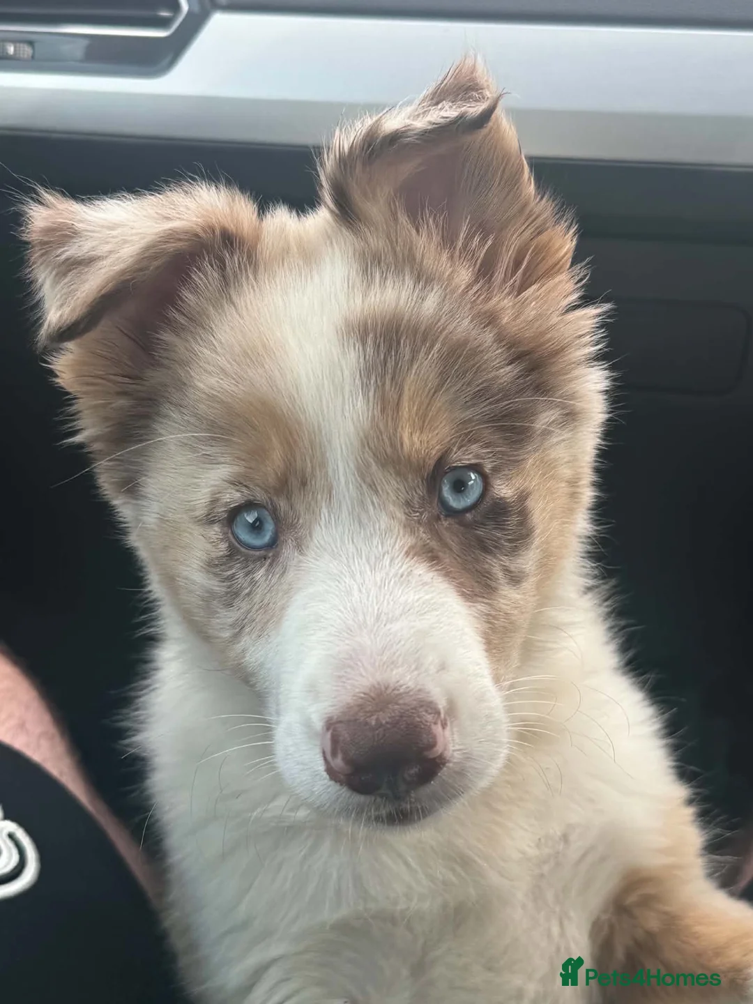 Border Collie dogs for sale: A sad rehome for our beautiful collie - Advert 2