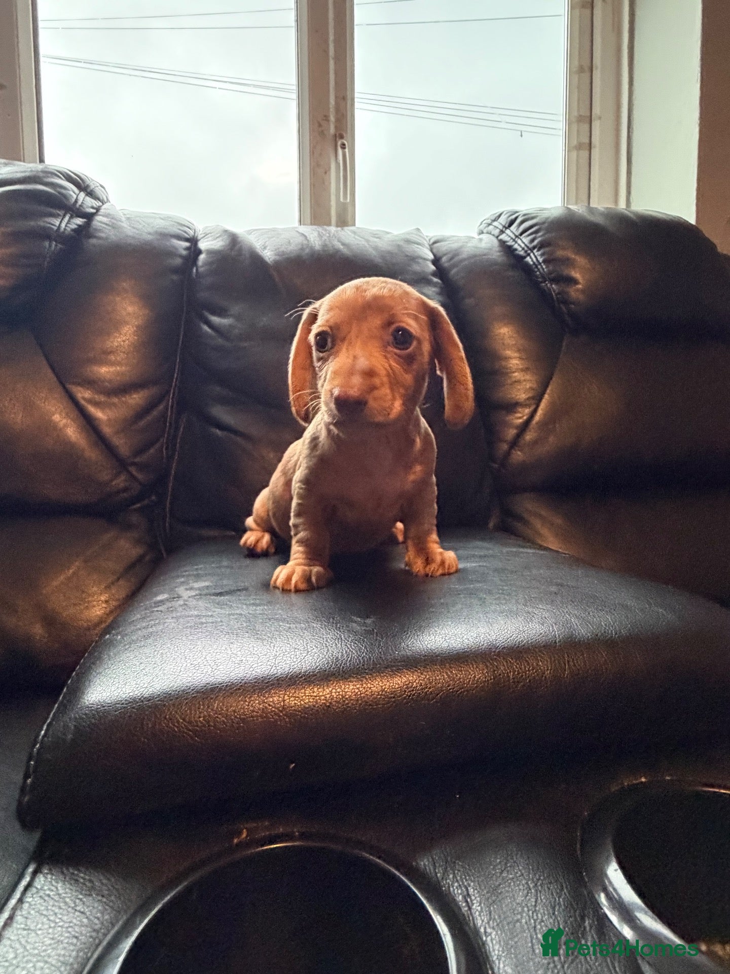 Miniature Dachshund dogs Last 3 pups reduced and ready to leave  - Advert 2