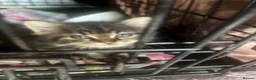 Mixed Breed cats for sale: kittens - Advert 3