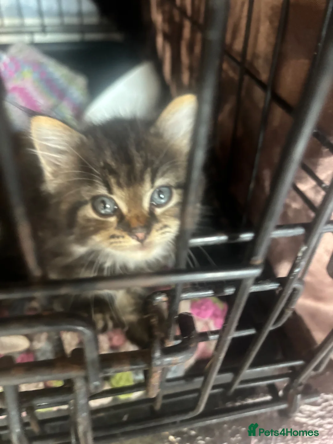 Mixed Breed cats for sale: kittens - Advert 2