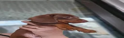 Miniature Dachshund dogs for sale: Miniature dachshund  - Advert 5