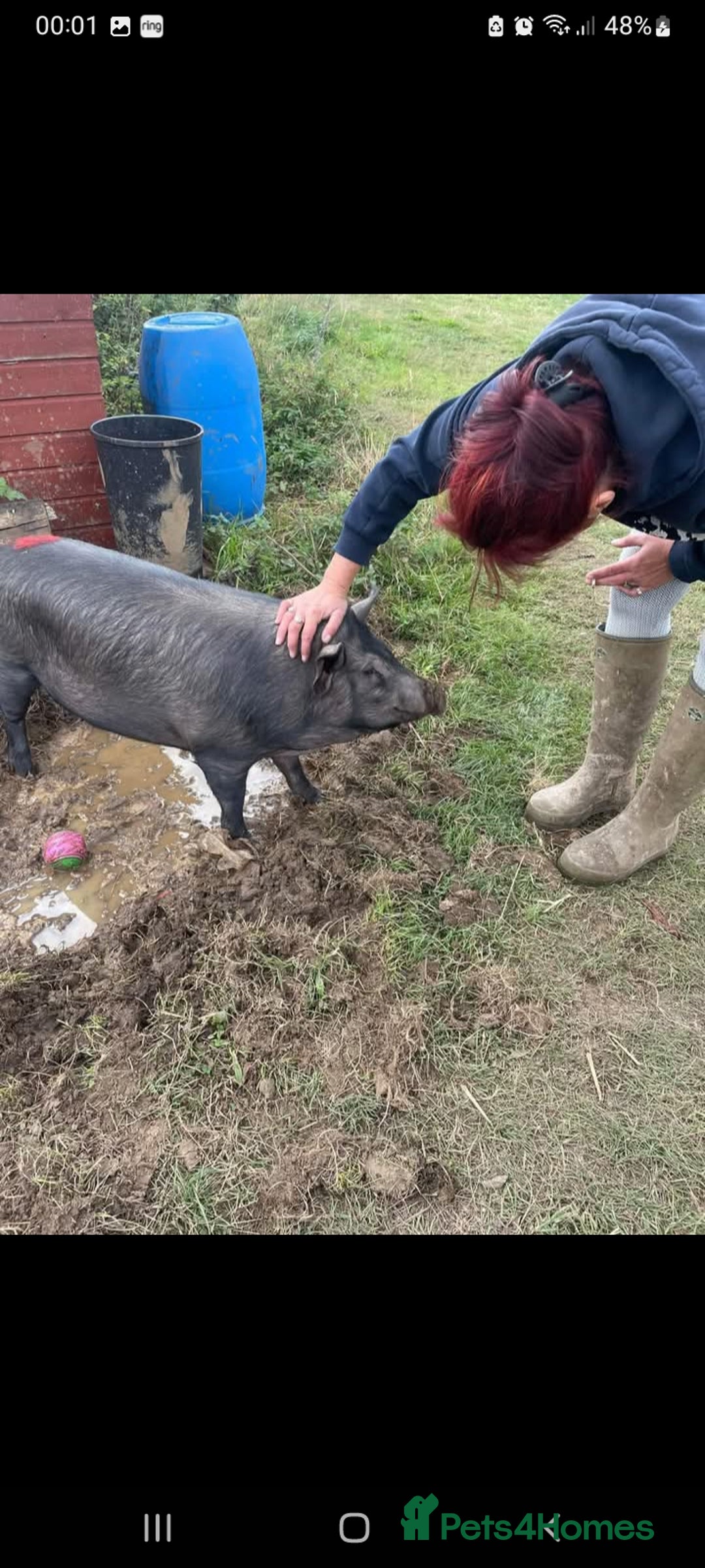 Pig livestock for sale: Ronnie and reggie  - Image 13