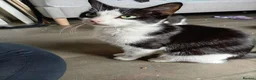 Mixed Breed cats for sale: 3 beautiful playful friendly kittens  - Advert 2