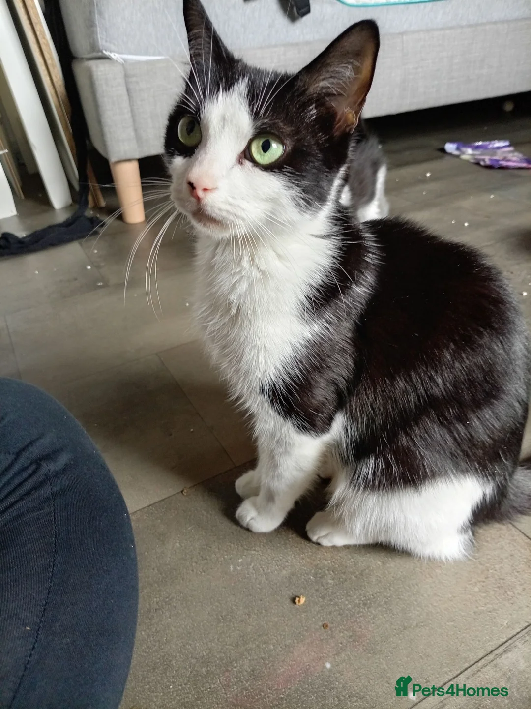 Mixed Breed cats for sale: 3 beautiful playful friendly kittens  - Advert 2