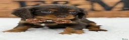 Cavalier King Charles Spaniel dogs for sale: Chocolate and Tan Exst heKth texted puppies  - Advert 6