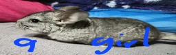 Chinchilla rodents for sale: Baby female chinchillas for sale  - Advert 3