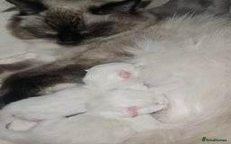 Ragdoll cats for sale: *READY TO LEAVE*beautiful Ragdoll babies for sale  - Image 20