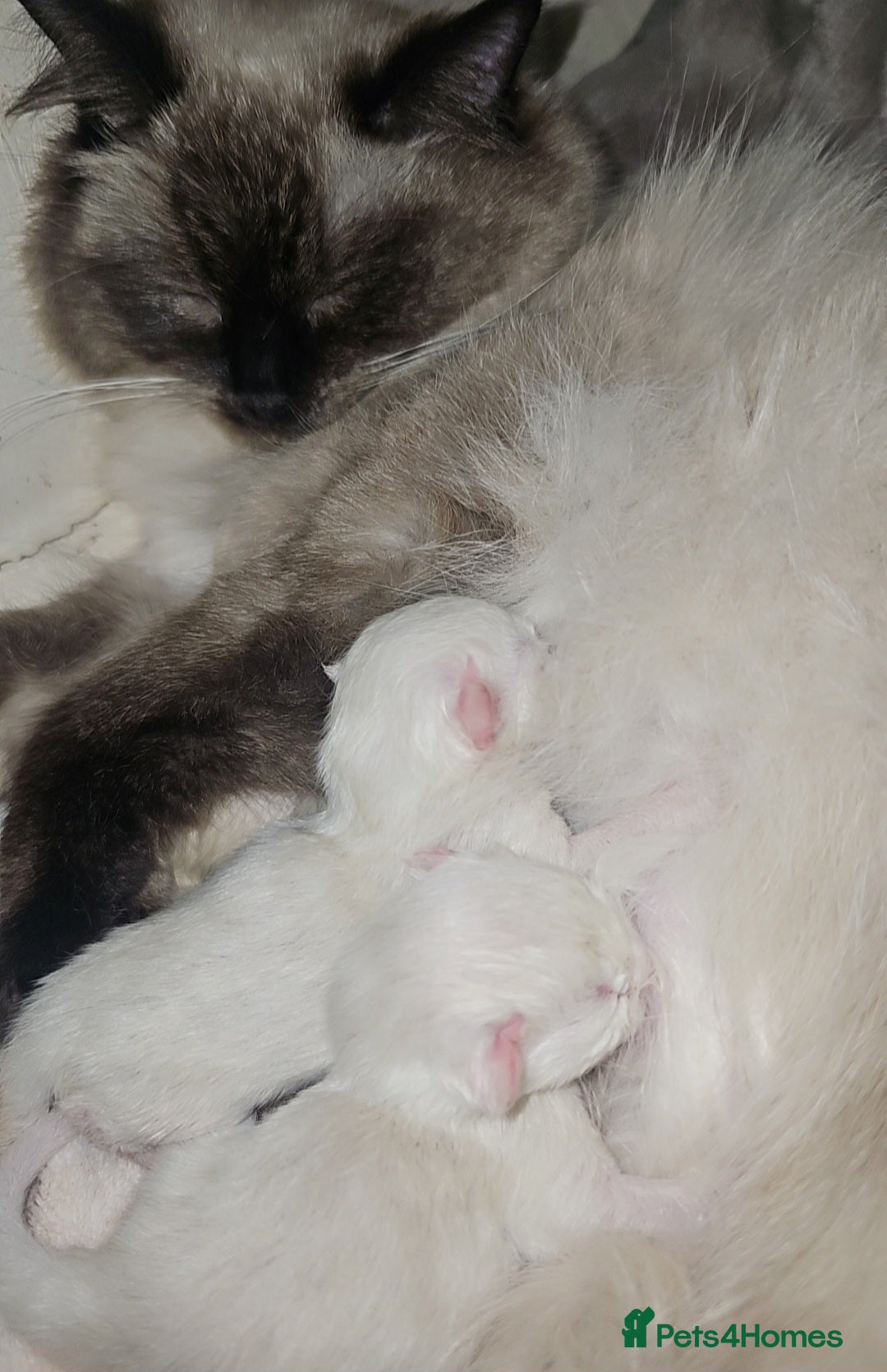 Ragdoll cats for sale: *READY TO LEAVE*beautiful Ragdoll babies for sale  - Image 20