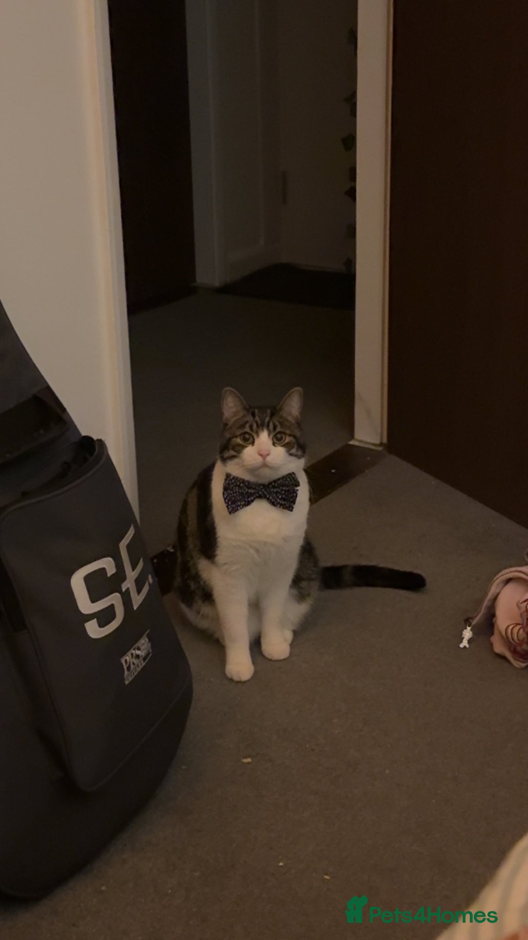 British Shorthair cats for sale: Take me home - Advert 2