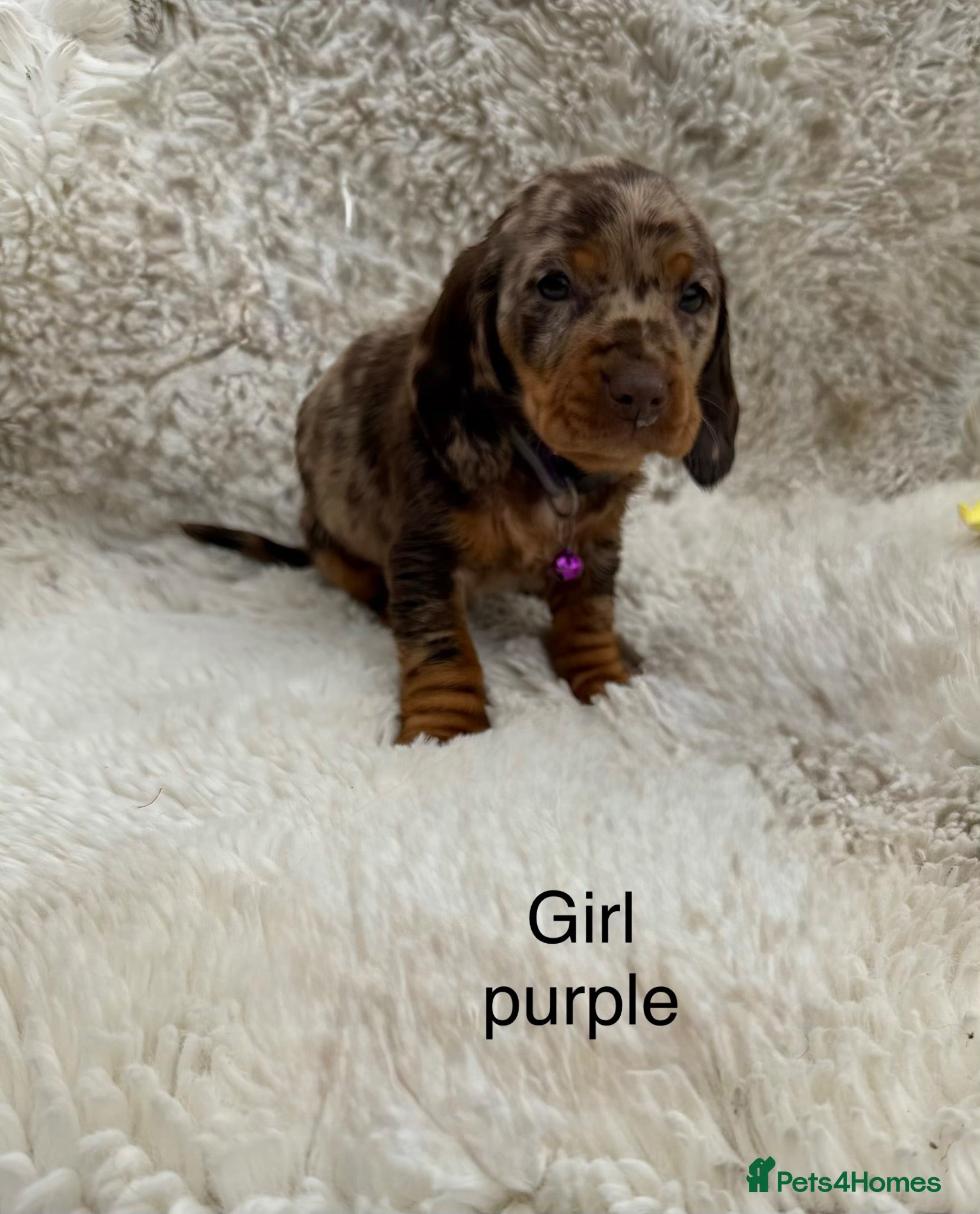 Mixed Breed dogs Ready✨F1 dockers 1 girl left due to no show  - Advert 2