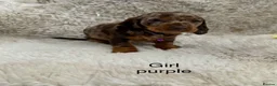 Mixed Breed dogs for sale: Beautiful litter of docker puppies chocolate:silve - Advert 10