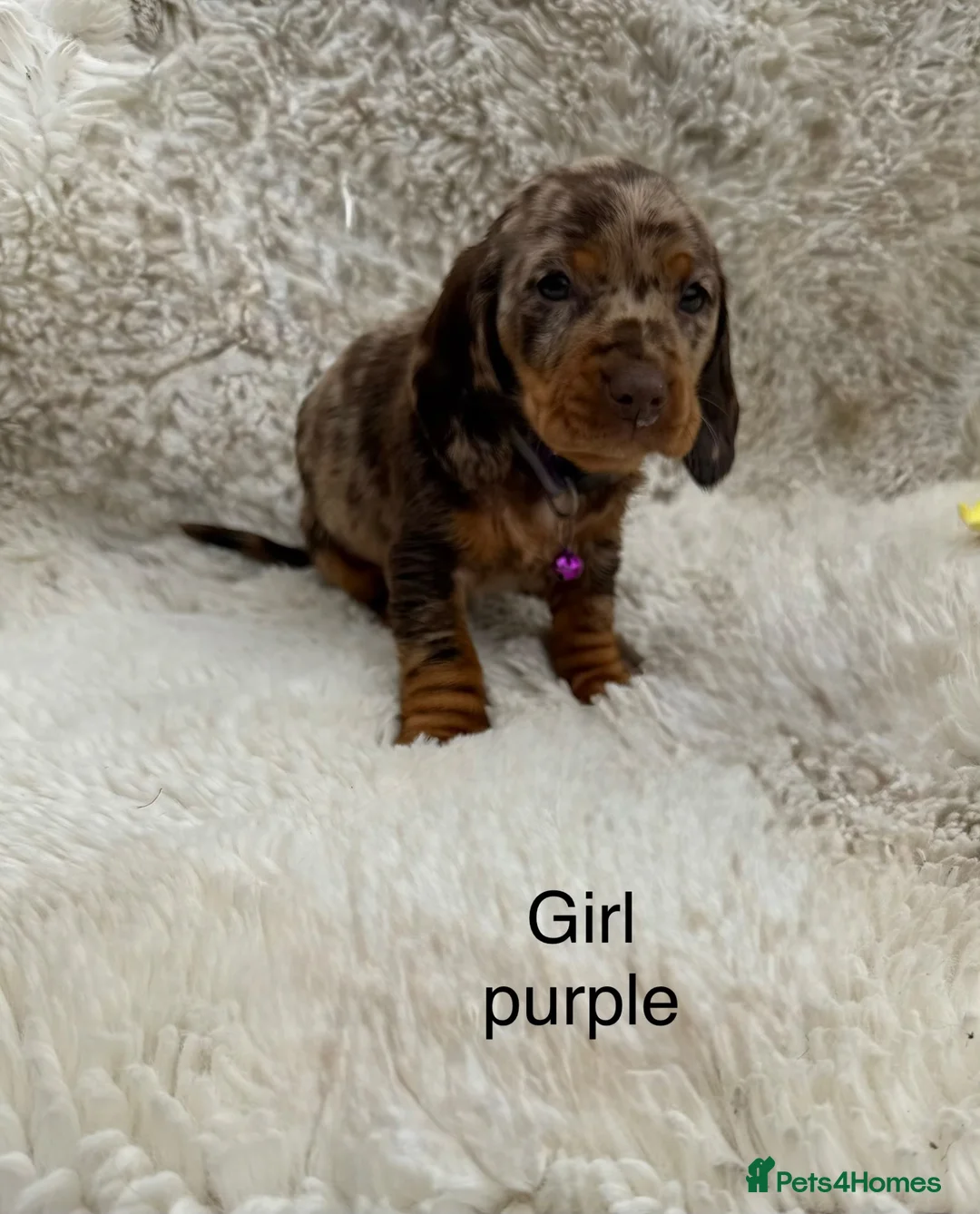 Mixed Breed dogs for sale: Ready✨F1 dockers 1 girl left due to no show  - Advert 2