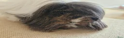 Guinea Pig rodents for sale: Various adult female guinea pig sows - Advert 3