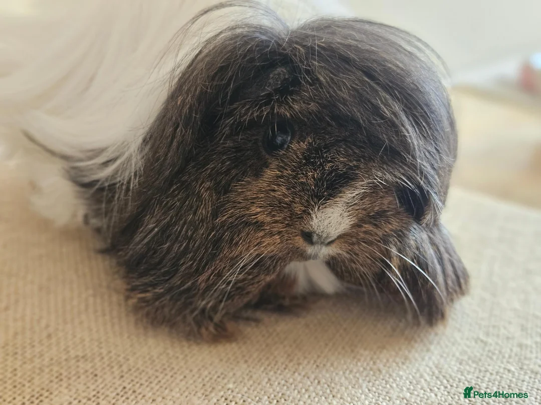 Guinea Pig rodents for sale: Various adult female guinea pig sows - Advert 3