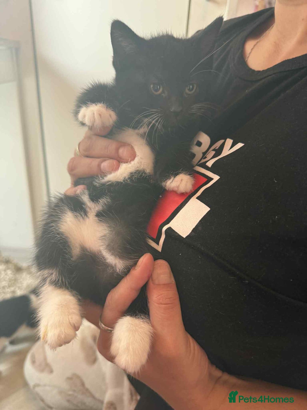 Mixed Breed cats for sale: 6 kittens for sale - Image 11