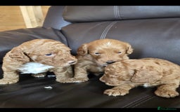 Cockapoo dogs for sale: 5 gorgeous red cockapoos  - Image 3