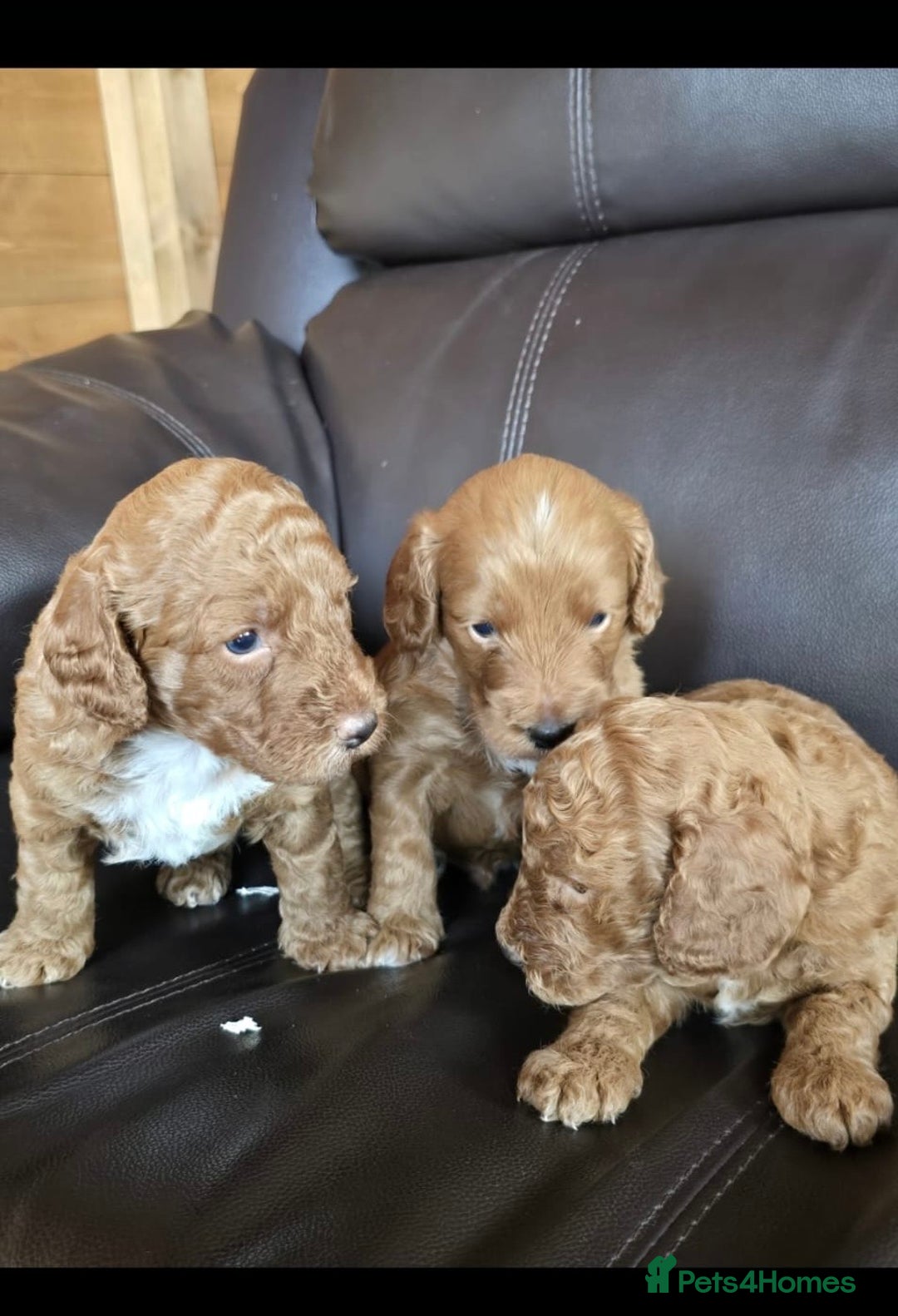 Cockapoo dogs for sale: 5 gorgeous red cockapoos  - Image 3