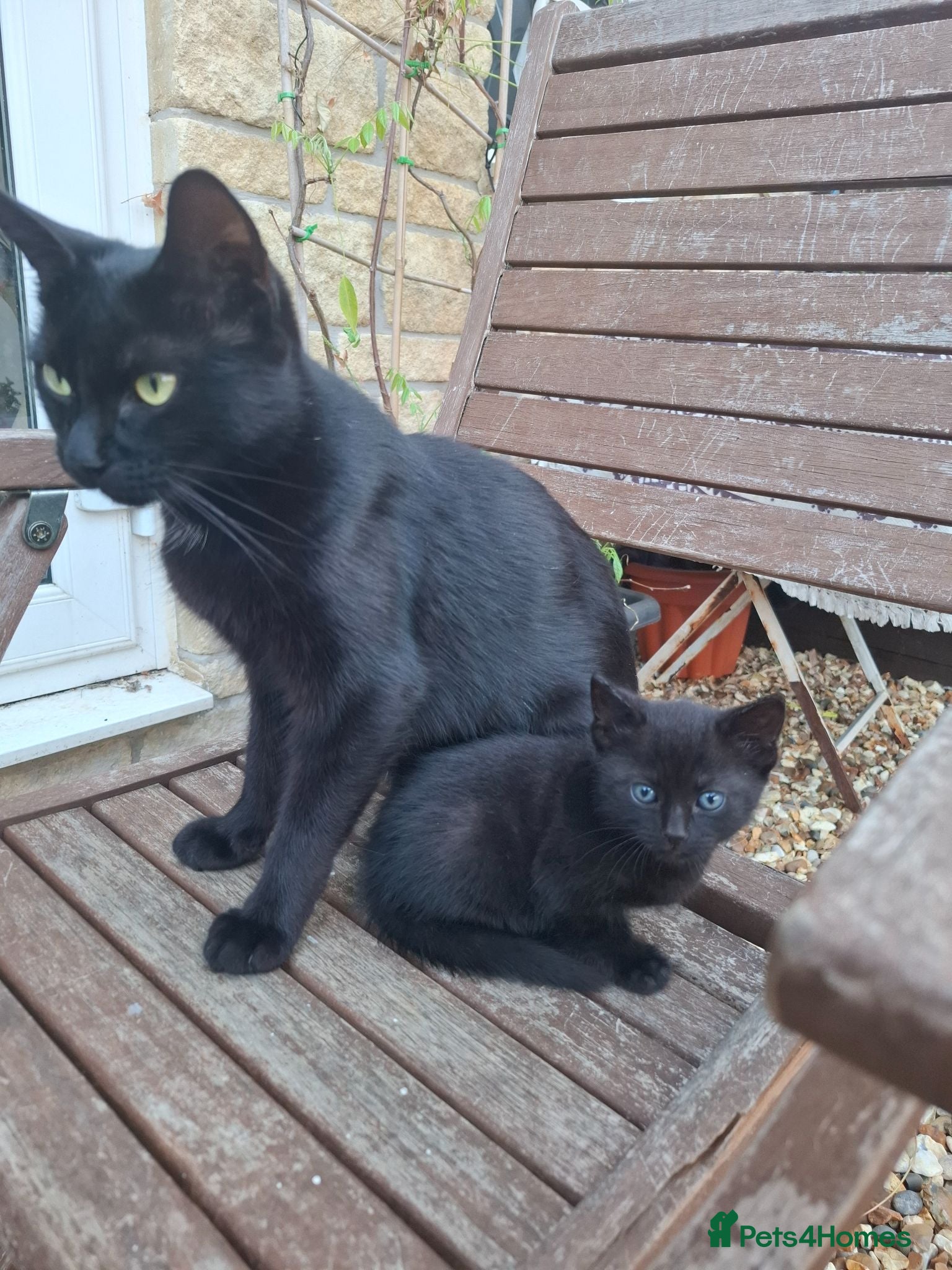 British Shorthair cats Black kittens  - Advert 1