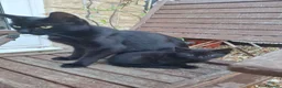 British Shorthair cats for sale: Black kittens  - Advert 1