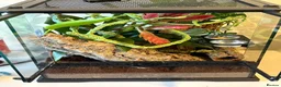Gecko reptiles for sale: Crested Gecko and full bio tank 10 months old - Advert 6