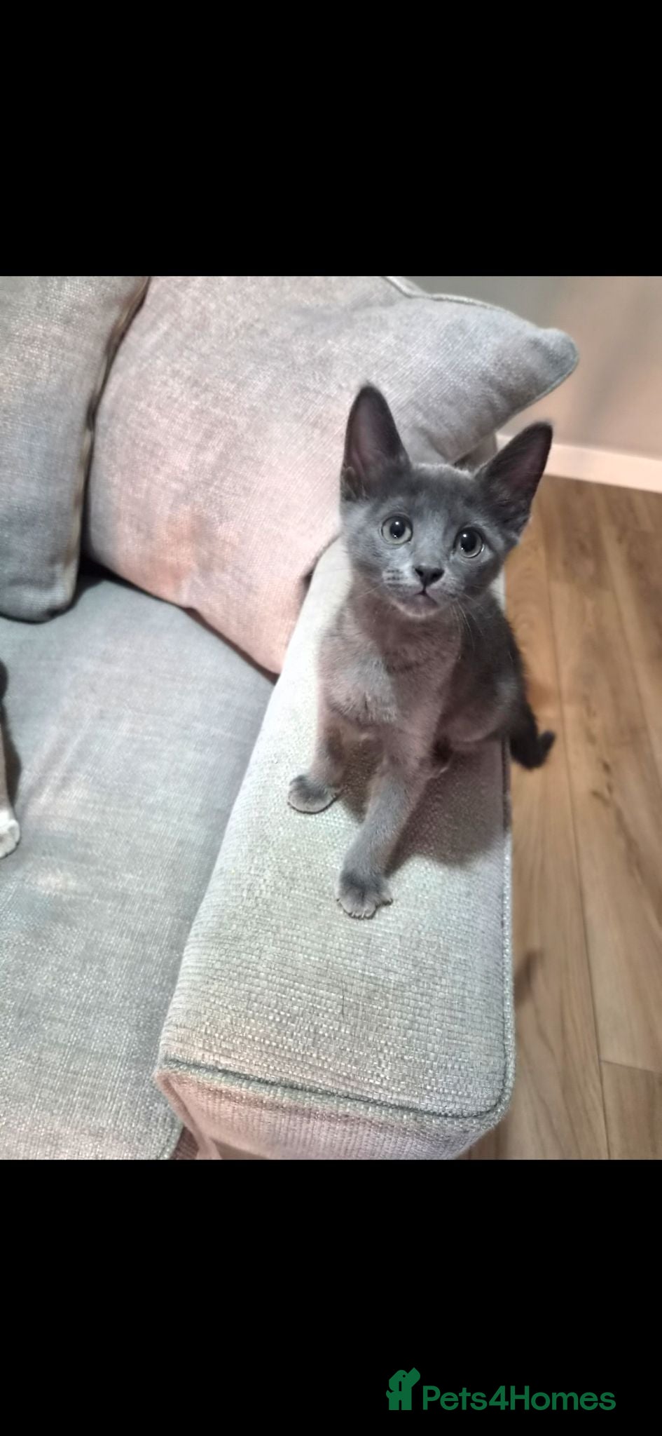 Russian Blue cats Russian Blue x - Advert 4