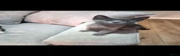 Russian Blue cats for sale: Russian Blue x - Advert 1
